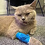 Lulu is registered to the contest to win money with this photo: animal, animal_care, bandage, carpet, cat, closeup, cute, domestic_cat, feline, fur, gray_cat, home, indoor, injured, injury, paw, pet, pet_care, recovery, resting
