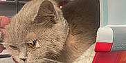 Lulu is registered to the contest to win money with this photo: animal, animal_care, cat, close_up, comfort, cute, domestic_animal, feline, furry, gray_cat, hand, indoor, pet, pet_carrier, portrait, resting, scratching, soft_blanket, whiskers, yellow_eyes