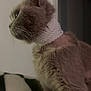 Lulu is registered to the contest to win money with this photo: animal, attention, blanket, calm, cat, close_up, collar, companion, cute, domestic_cat, feline, fur, gray_cat, indoor, pet, quiet, side_view, sitting, soft_light, whiskers