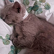 Lulu joined the competition — help win amazing prizes! animal, bed, blanket, cat, closeup, cozy, cute, domestic_animal, feline, fur, indoor, nap, peaceful, pet, pillow, relaxation, resting, sleeping, soft, whiskers