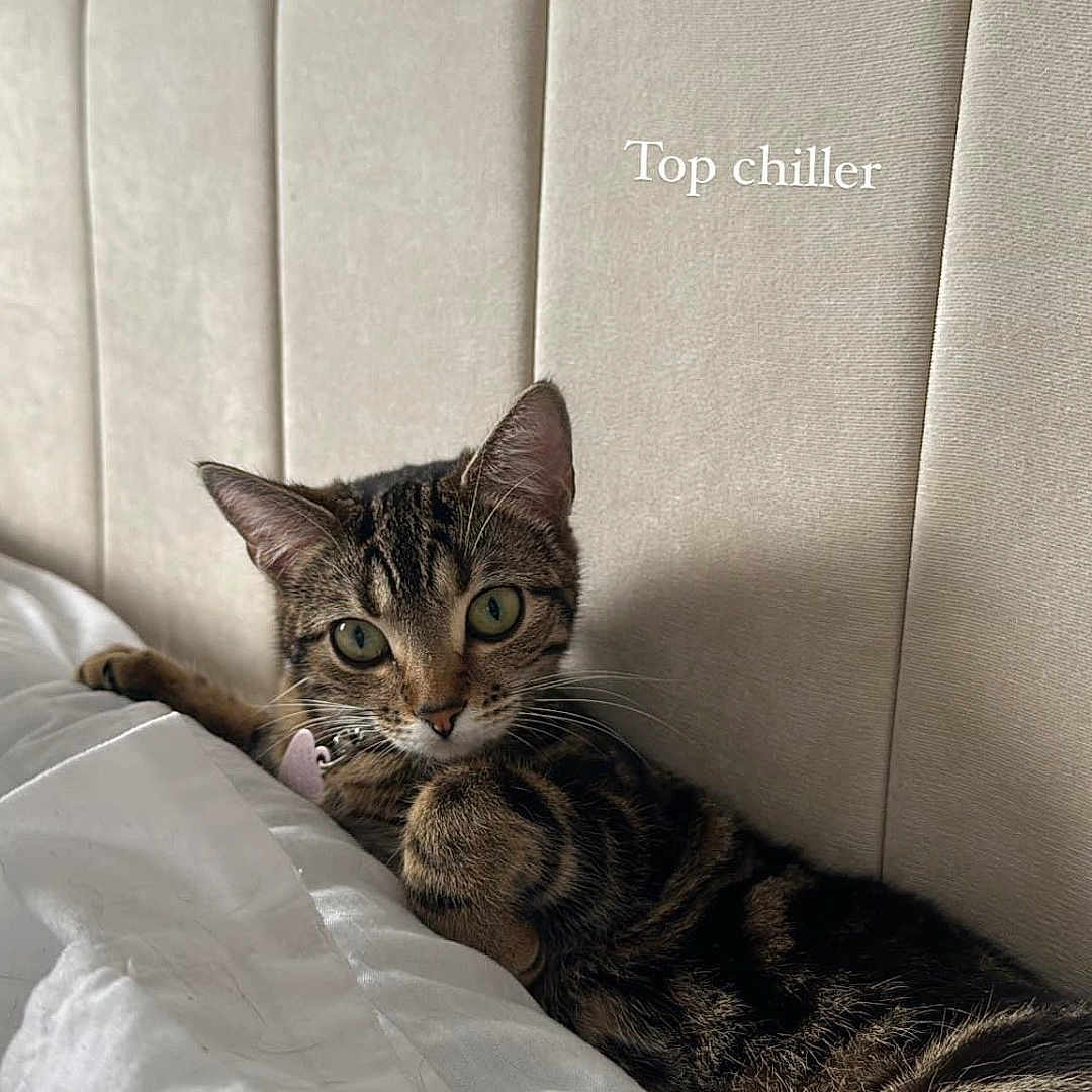 Cali joined the competition — help win amazing prizes! abyssinian, animal, architecture, blanket, building, canine, cat, couch, cushion, dog, egyptiancat, furniture, homedecor, indoors, kitten, manx, person, pet, pillow, sleeping