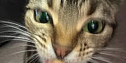 Cali joined the competition — help win amazing prizes! animal, bell, blurred_background, cat, close_range, close_up, collar, curious, domestic, feline, fur, green_eyes, household, indoor, licking, pet, playful, tabby, tongue, whiskers