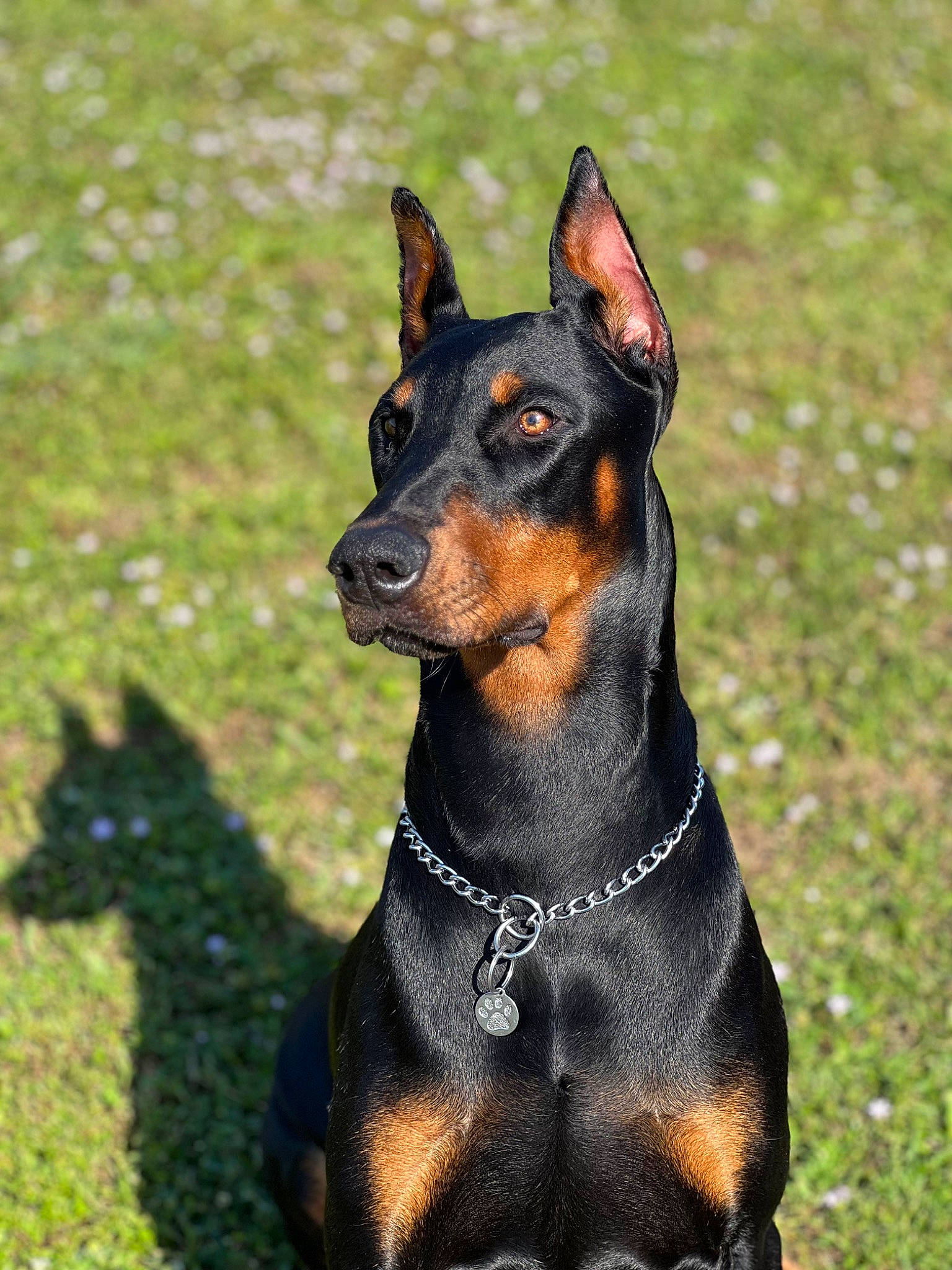 Zoe joined the competition — help win amazing prizes! ancient_dog_breeds, canidae, carnivore, collar, companion_dog, dobermann, dog, dog_breed, dog_collar, guard_dog, hunting_dog, snout, sporting_group, terrestrial_animal, toy_dog, working_animal, working_dog