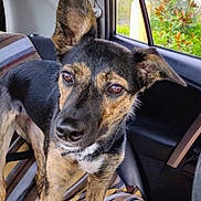 Baylie is registered to the contest to win money with this photo: dog, car_interior, blanket, window, ear, fur, pet, animal, seat, striped, brown, black, tan, looking, indoors, daylight, nature_outside, collar, closeup, portrait