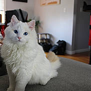 Dexter joined the competition — help win amazing prizes! cat, white_cat, blue_eyes, fluffy, indoor, sofa, living_room, furniture, pet, domestic_cat, cute, animal, mammal, whiskers, tail, ears, soft_fur, sitting, portrait, household