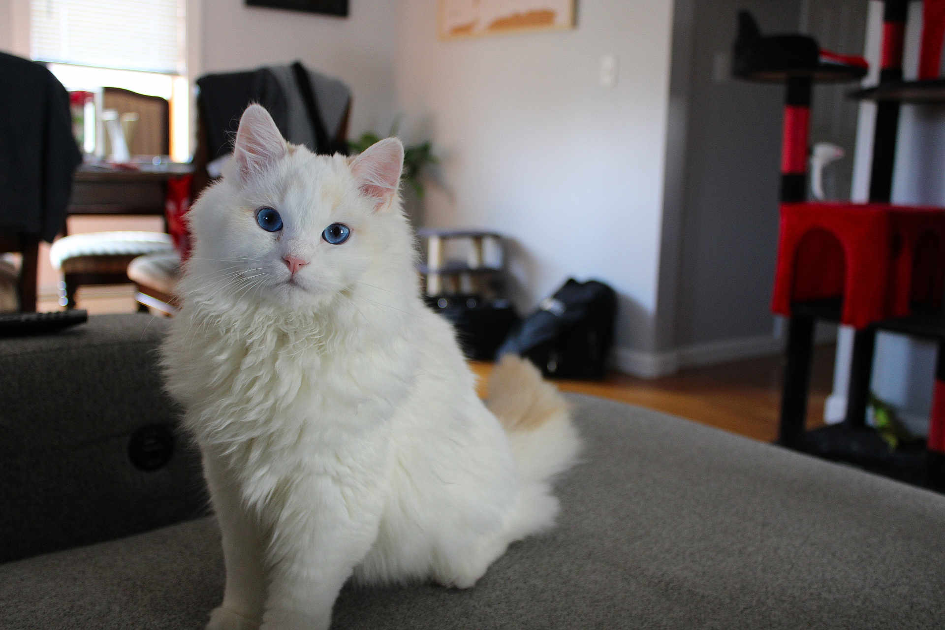 Dexter joined the competition — help win amazing prizes! cat, white_cat, blue_eyes, fluffy, indoor, sofa, living_room, furniture, pet, domestic_cat, cute, animal, mammal, whiskers, tail, ears, soft_fur, sitting, portrait, household