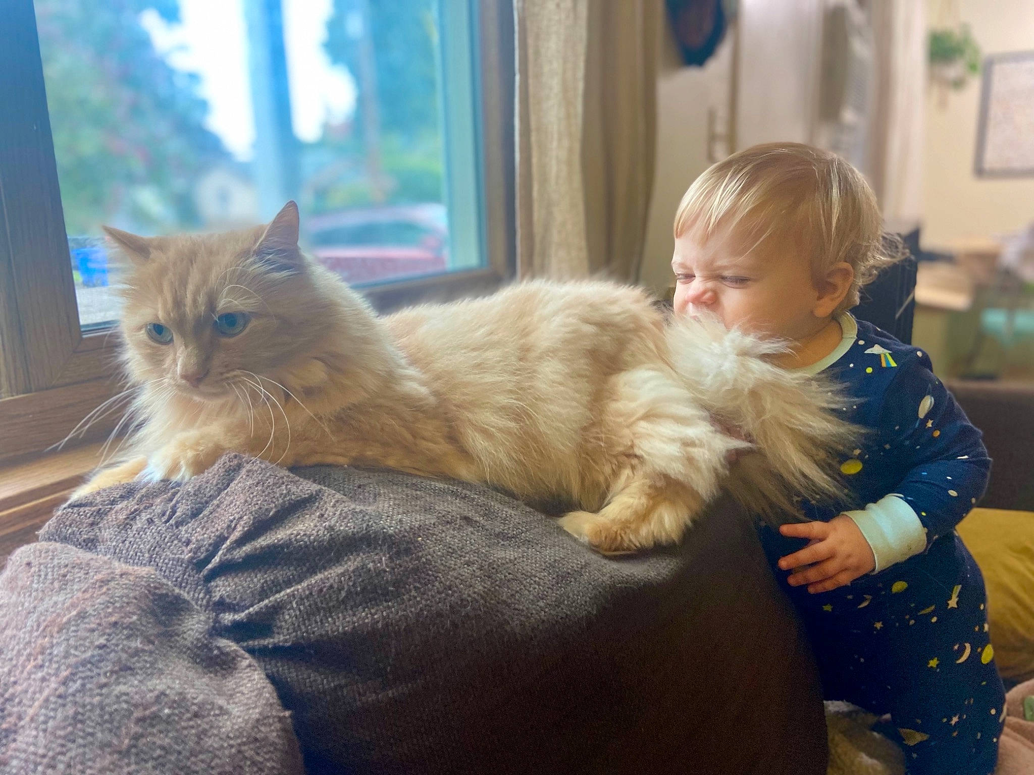 Thorn joined the competition — help win amazing prizes! carnivore, cat, comfort, companion_dog, fawn, felidae, flooring, fur, house, lap, mammal, person, picture_frame, sitting, small_to_medium_sized_cats, tail, toddler, tree, whiskers, window