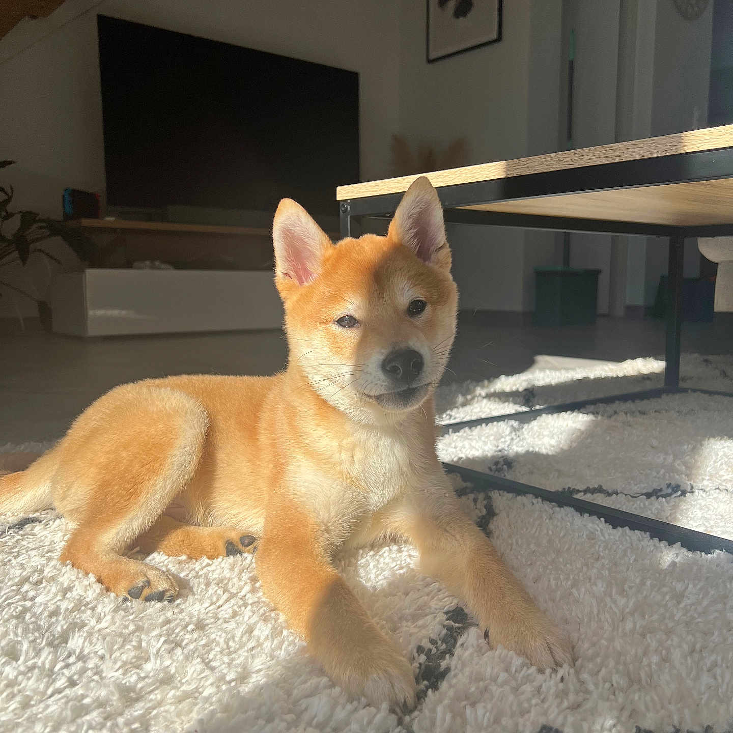 Ulys participe au concours pour gagner de l'argent avec cette photo : animal, architecture, art, building, canine, computerhardware, dog, electronics, furniture, hardware, indoors, interiordesign, livingroom, monitor, pet, puppy, room, screen, tv, wood