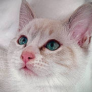 Stormy is registered to the contest to win money with this photo: cat, close_up, portrait, blue_eyes, pink_nose, whiskers, fur, animal, pet, cute, domestic_cat, face, ears, lying_down, white_background, soft_texture, curious, feline, mammal, indoor