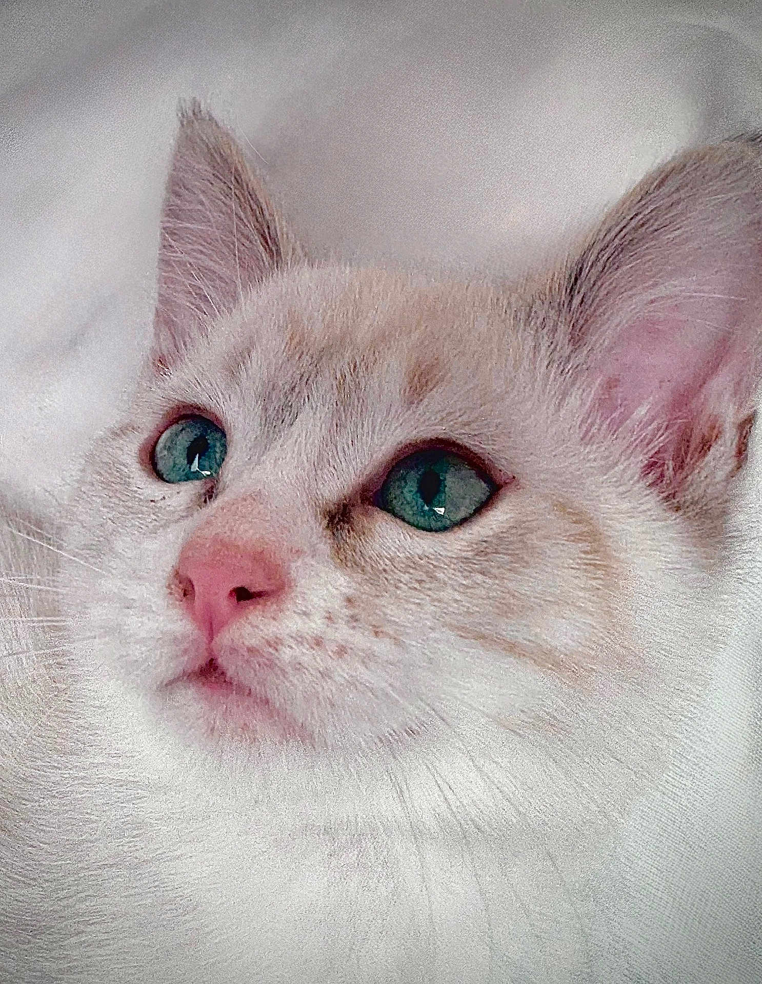 Stormy is registered to the contest to win money with this photo: cat, close_up, portrait, blue_eyes, pink_nose, whiskers, fur, animal, pet, cute, domestic_cat, face, ears, lying_down, white_background, soft_texture, curious, feline, mammal, indoor
