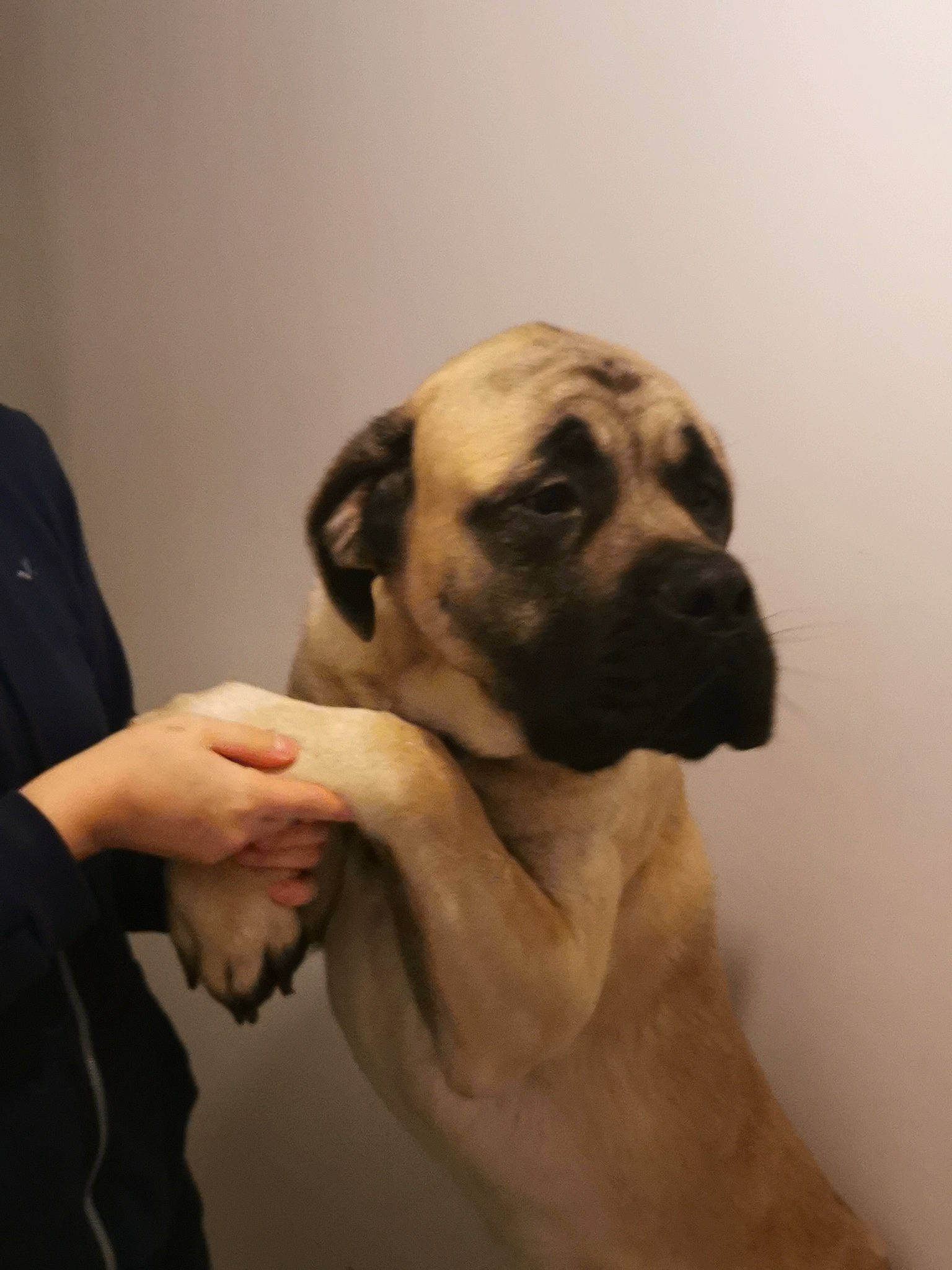 Butkus a rejoint le concours — aidez-le/la à gagner de superbes lots ! ancient_dog_breeds, canidae, carnivore, companion_dog, dog, dog_breed, fawn, fur, guard_dog, non_sporting_group, snout, sporting_group, toy_dog, whiskers, working_animal, working_dog, wrinkle