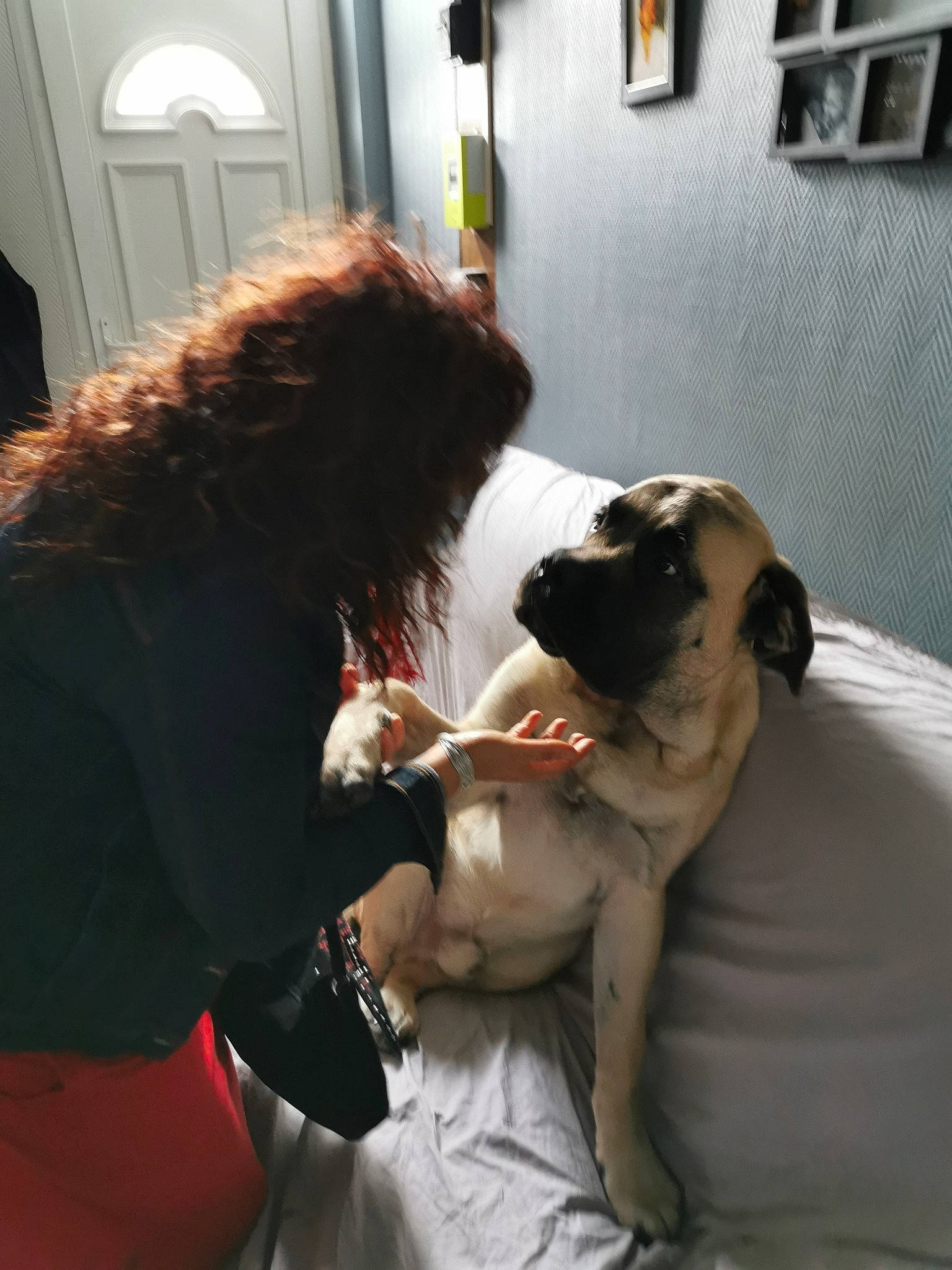 Butkus participe au concours pour gagner de l'argent avec cette photo : cabinetry, canidae, carnivore, comfort, companion_dog, dog, dog_breed, fawn, felidae, fictional_character, fur, gesture, hug, picture_frame, puppy_love, room, snout, sporting_group, toy_dog, vertebrate