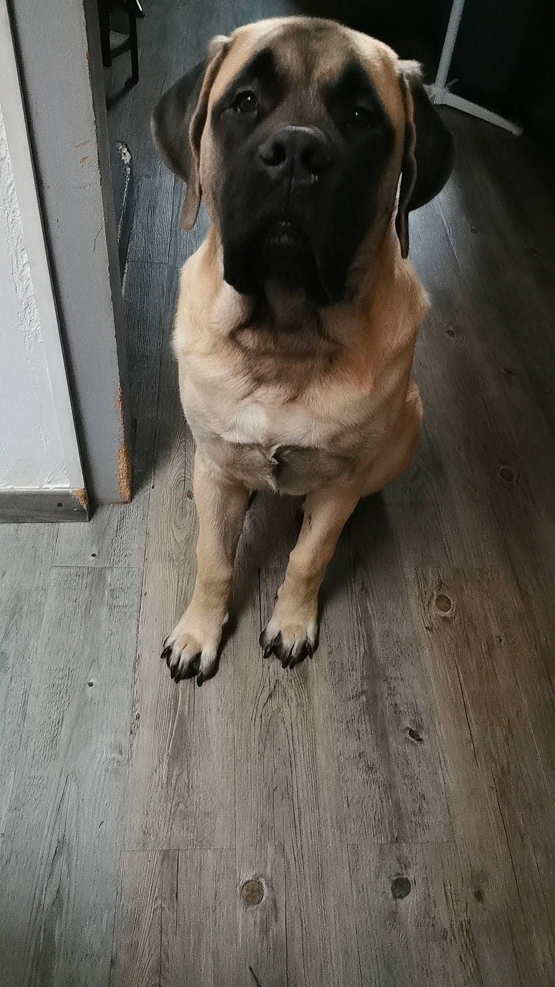 Butkus a rejoint le concours — aidez-le/la à gagner de superbes lots ! canidae, carnivore, companion_dog, dog, dog_breed, dog_collar, fawn, floor, flooring, fur, hardwood, plank, pug, puppy, sporting_group, whiskers, wood, wood_flooring, working_animal, working_dog