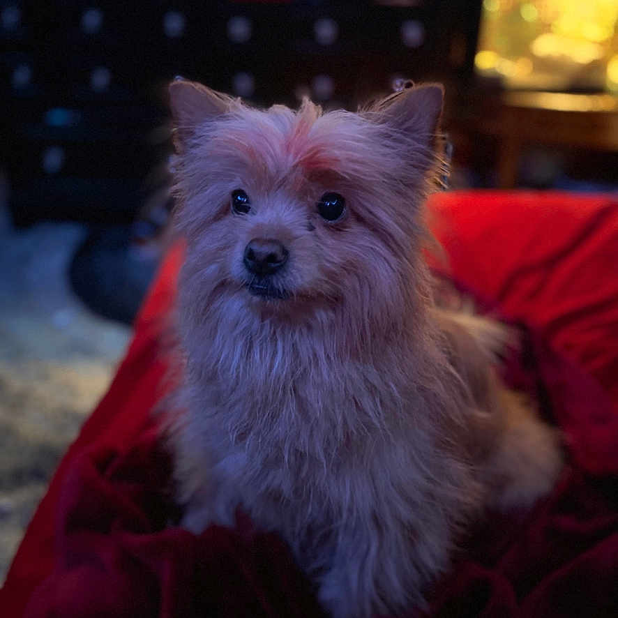 Buffy joined the competition — help win amazing prizes! affenpinscher, animal, blanket, canine, computerhardware, couch, dog, electronics, entertainmentcenter, eskimodog, furniture, hardware, indoors, monitor, pet, puppy, screen, terrier, tv, whitedog