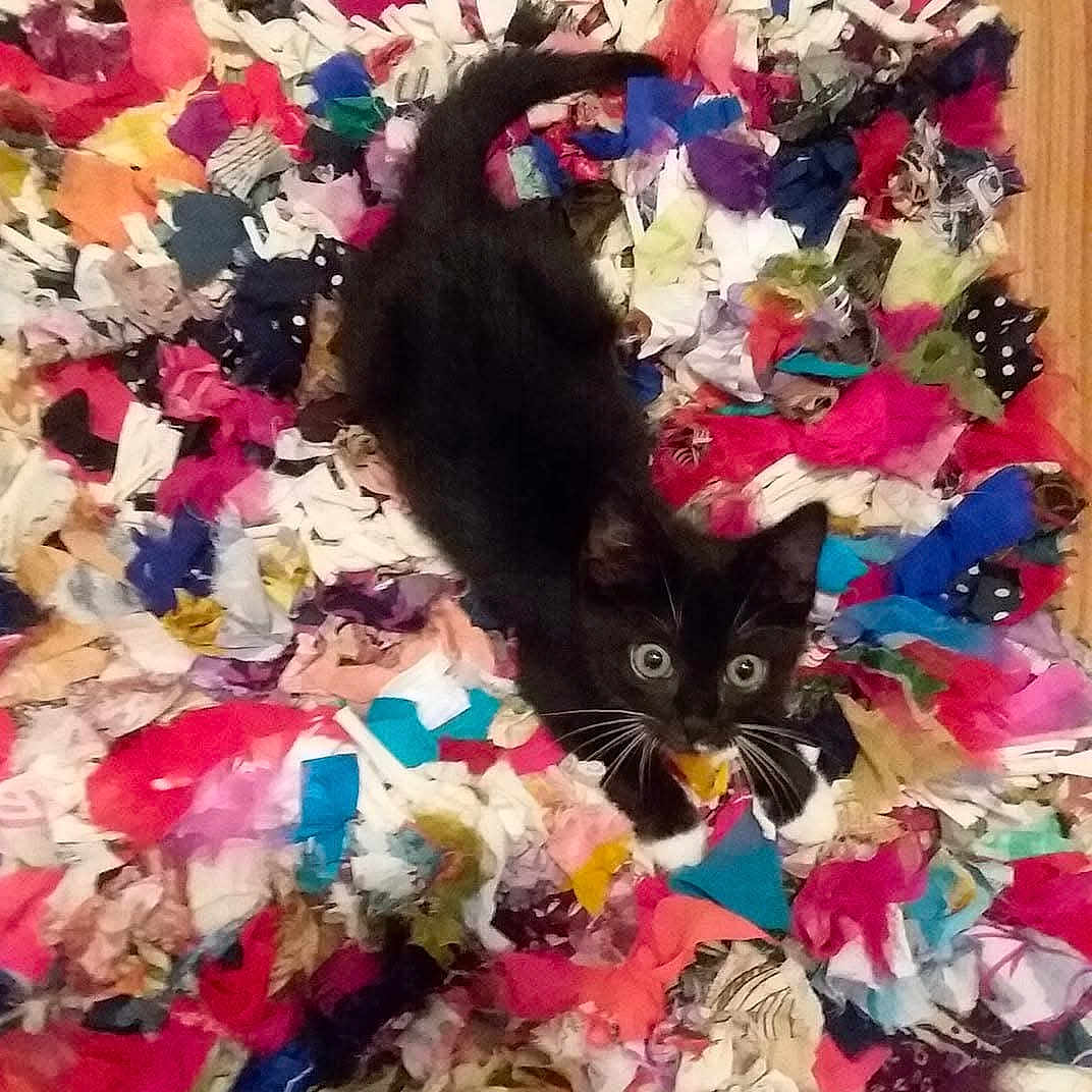 Lily Lou