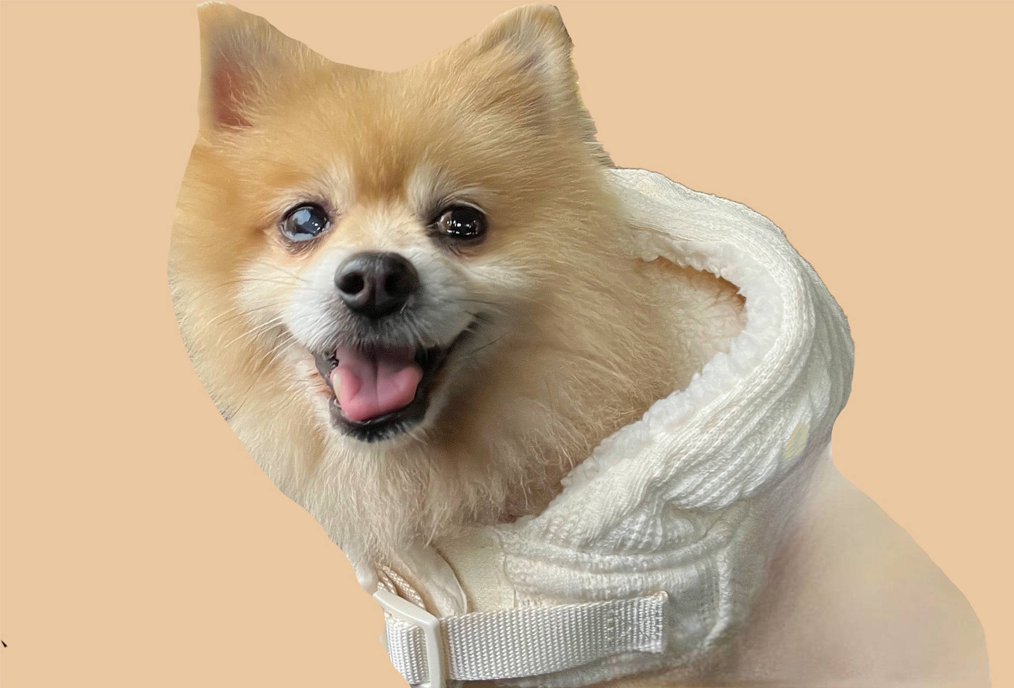 Walle joined the competition — help win amazing prizes! canidae, carnivore, collar, companion_dog, dog, dog_breed, dog_supply, eye, fawn, fur, german_spitz, german_spitz_klein, german_spitz_mittel, smile, snout, spitz, sporting_group, toy_dog, whiskers, working_animal