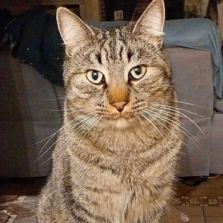 Tigrou participe au concours pour gagner de l'argent avec cette photo : animal, cat, couch, cute, domestic_animal, eyes, fireplace, floor, fur, furniture, indoor, living_room, looking, mammal, pet, sitting, striped, tabby_cat, tile_floor, whiskers