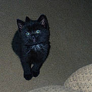 Cosmo is registered to the contest to win money with this photo: black_cat, kitten, pet, animal, carpet, indoor, fur, green_eyes, cute, small, curious, whiskers, ears, feline, mammal, looking_up, young, domestic, playful, cozy
