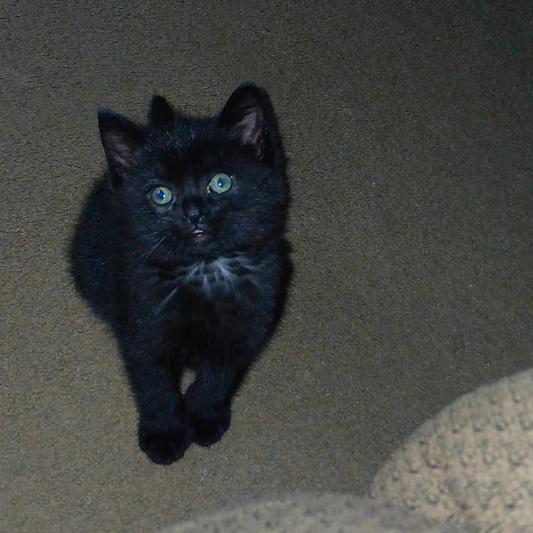 Cosmo