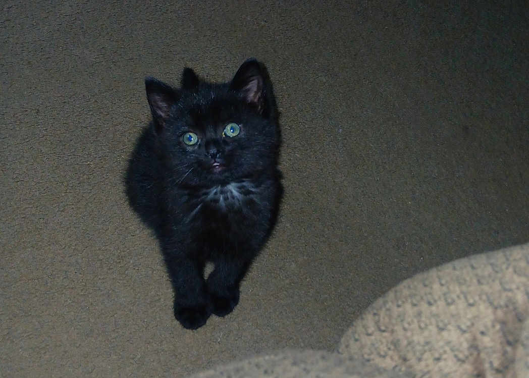 Cosmo
