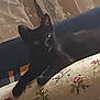 black_cat, cat, indoor, couch, floral_pattern, curtains, pet, animal, feline, relaxing, domestic, furniture, home, resting, dark_fur, cozy, living_room, cute, sleepy, eyes_reflecting_light