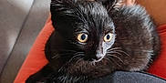 Cléopâtre a rejoint le concours — aidez-le/la à gagner de superbes lots ! black_kitten, cat, pet, animal, indoor, lap, human_leg, fur, whiskers, curious, cute, young, sitting, relaxed, closeup, domestic_cat, feline, soft_light, home, orange_shorts