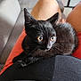 black_kitten, cat, pet, animal, indoor, lap, human_leg, fur, whiskers, curious, cute, young, sitting, relaxed, closeup, domestic_cat, feline, soft_light, home, orange_shorts