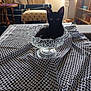 black_cat, kitten, glass_bowl, tablecloth, indoor, window, chair, table, patterned_cloth, curious, pet, animal, home, natural_light, furniture, cozy, domestic, cat, looking, still_life