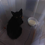 Cléopâtre participe au concours pour gagner de l'argent avec cette photo : kitten, black_cat, plastic_container, milk, pet, animal, indoor, curious, small, young, feline, container, milk_cup, alone, cute, domestic_animal, looking_up, floor, shadow, quiet