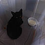 kitten, black_cat, plastic_container, milk, pet, animal, indoor, curious, small, young, feline, container, milk_cup, alone, cute, domestic_animal, looking_up, floor, shadow, quiet