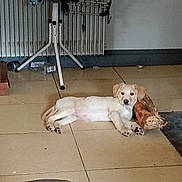 Redon Emilie participe au concours pour gagner de l'argent avec cette photo : animal, calm, corner, cozy, cute, dog, domestic, floor, furniture, household, indoor, light_color, lying_down, pet, puppy, radiator, resting, tile_floor, wood, young_dog
