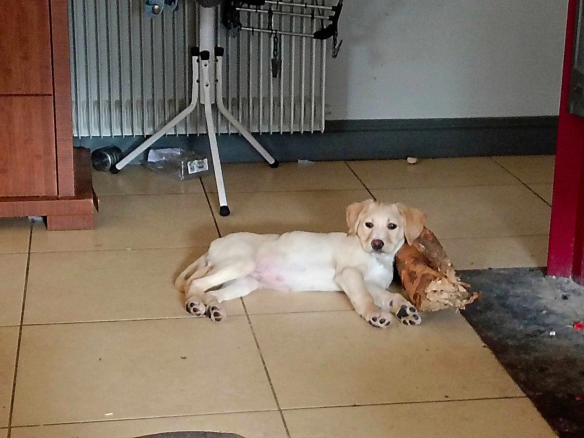 Redon Emilie participe au concours pour gagner de l'argent avec cette photo : animal, calm, corner, cozy, cute, dog, domestic, floor, furniture, household, indoor, light_color, lying_down, pet, puppy, radiator, resting, tile_floor, wood, young_dog