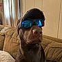 dog, sunglasses, cap, indoor, living_room, couch, brown_dog, pet, canine, reflection, window, curtain, fabric, furniture, headwear, animal, portrait, seated, relaxed, casual