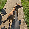 Arol joined the competition — help win amazing prizes! dog, brown_dog, white markings, outdoor, sidewalk, grass, leash, walking, pet, animal, canine, happy, panting, open_mouth, pointed_ears, tail, sunlight, shadows, neighborhood, back_view