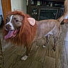 dog, lion_costume, mane, pet, animal, indoors, living_room, wood_floor, standing, happy, tongue_out, open_mouth, brown_fur, white_markings, tail, portrait, playful, furniture, shelves, home_decor