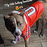 dog, canine, pet, brown_dog, white_markings, red_jersey, sportswear, tongue_out, happy, playful, standing, tail, paws, indoor, tile_floor, portrait, pet_photography, athletic, cute, text_overlay