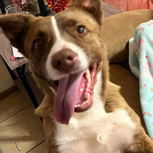 Arol is registered to the contest to win money with this photo: dog, pet, canine, brown_and_white, happy, smiling, open_mouth, tongue, floppy_ear, upright_ear, close_up, portrait, indoor, living_room, couch, blanket, framed_photo, flowers, tile_floor, playful