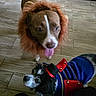Arol is registered to the contest to win money with this photo: dog, dogs, pet, animal, costume, lion_mane, uniform, top_hat, blue_clothing, red_clothing, gold_trim, royal, funny, portrait, indoor, tile_floor, sitting, standing, tongue, companion_animals