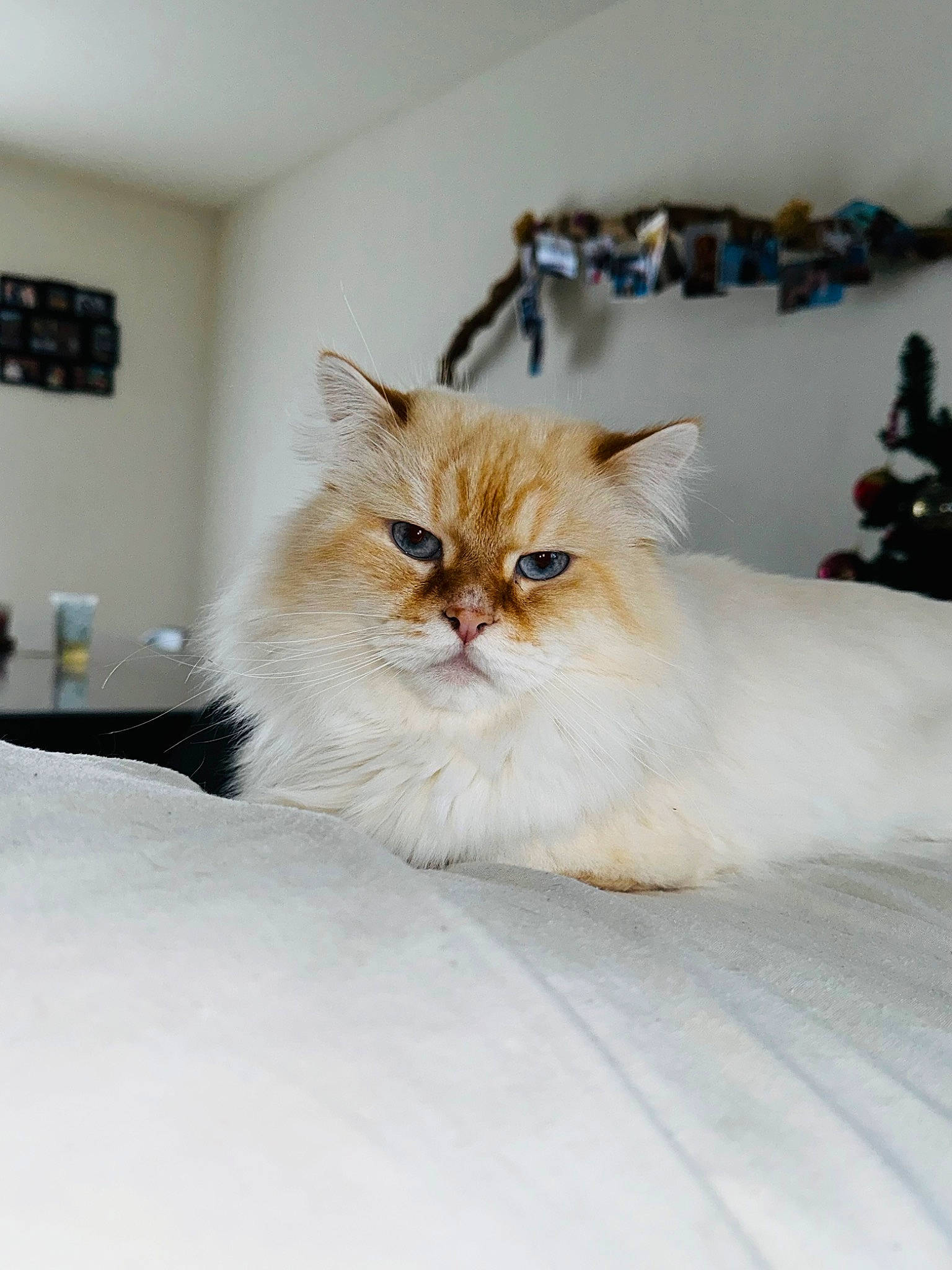 Ivar a rejoint le concours — aidez-le/la à gagner de superbes lots ! bed_sheet, bedding, carnivore, cat, comfort, fawn, felidae, fur, hardwood, linens, paw, persian, sitting, small_to_medium_sized_cats, snout, whiskers, wood