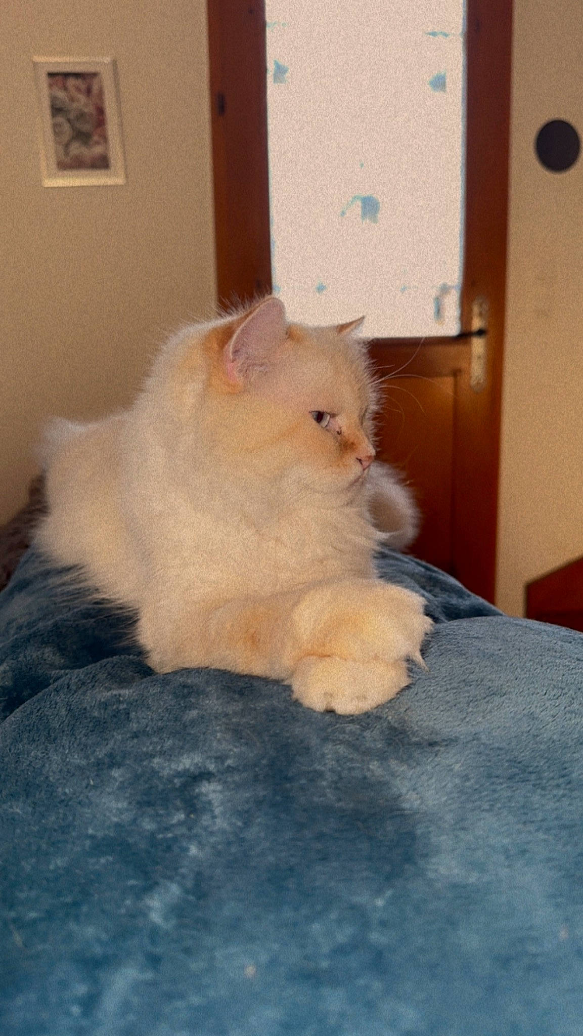 Ivar participe au concours pour gagner de l'argent avec cette photo : canidae, carnivore, cat, chair, claw, comfort, companion_dog, dog_breed, domestic_short_haired_cat, fawn, felidae, fur, hardwood, paw, room, small_to_medium_sized_cats, snout, tail, whiskers, wood