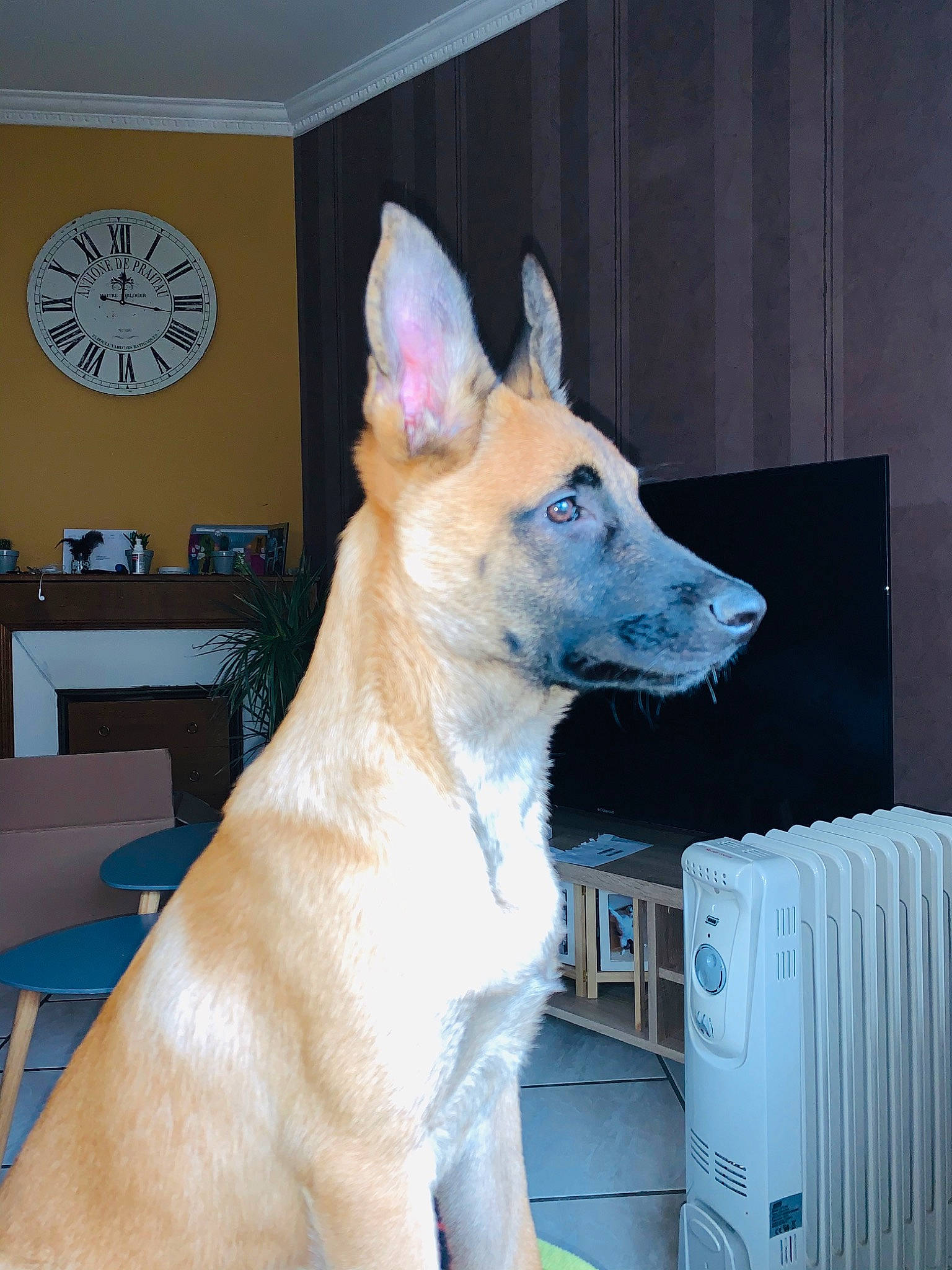 Paco a rejoint le concours — aidez-le/la à gagner de superbes lots ! berger_blanc_suisse, canaan_dog, canidae, carnivore, carolina_dog, dog, dog_breed, fawn, formosan_mountain_dog, korean_jindo_dog, mammal, non_sporting_group, norwegian_buhund, pariah_dog, rare_breed_dog, snout, vertebrate, white_shepherd