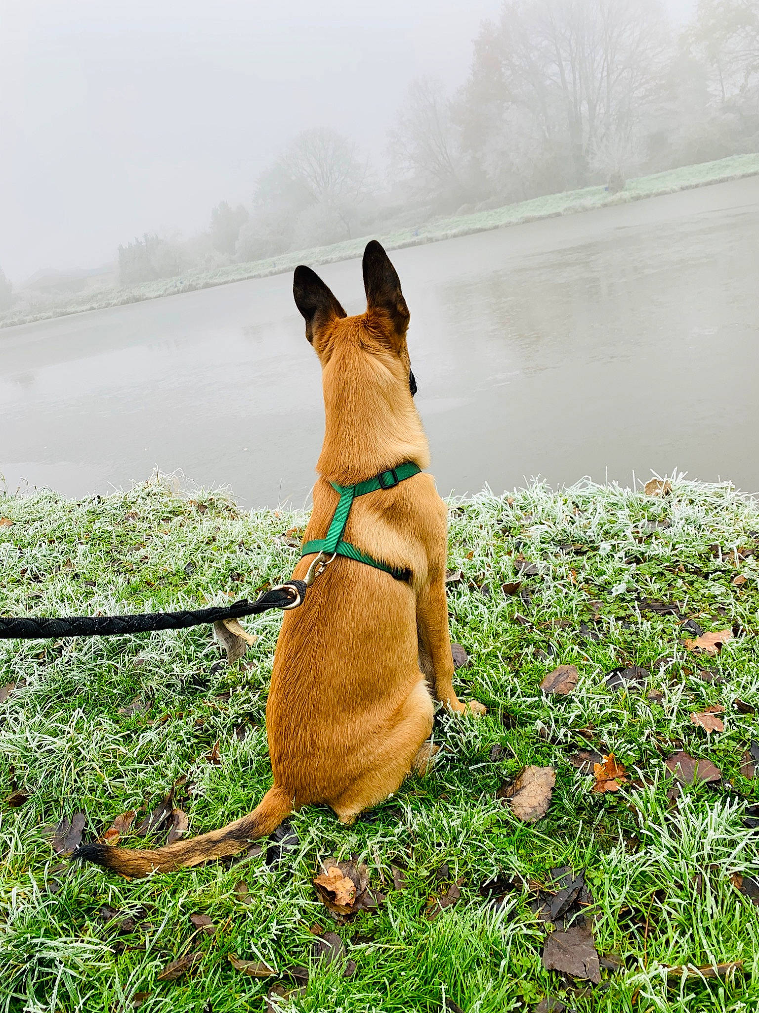 Paco a rejoint le concours — aidez-le/la à gagner de superbes lots ! canidae, carnivore, companion_dog, dog, dog_breed, dog_collar, fawn, grass, leash, plant, snout