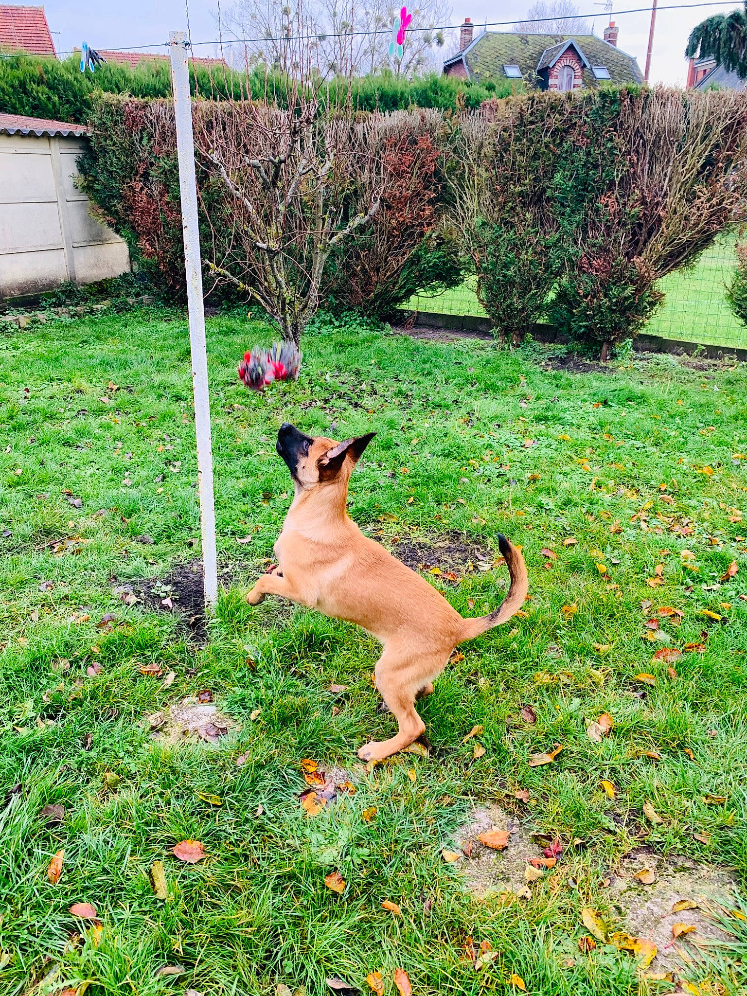 Paco participe au concours pour gagner de l'argent avec cette photo : canidae, carnivore, dog, dog_breed, fawn, grass, mammal, plant, vertebrate