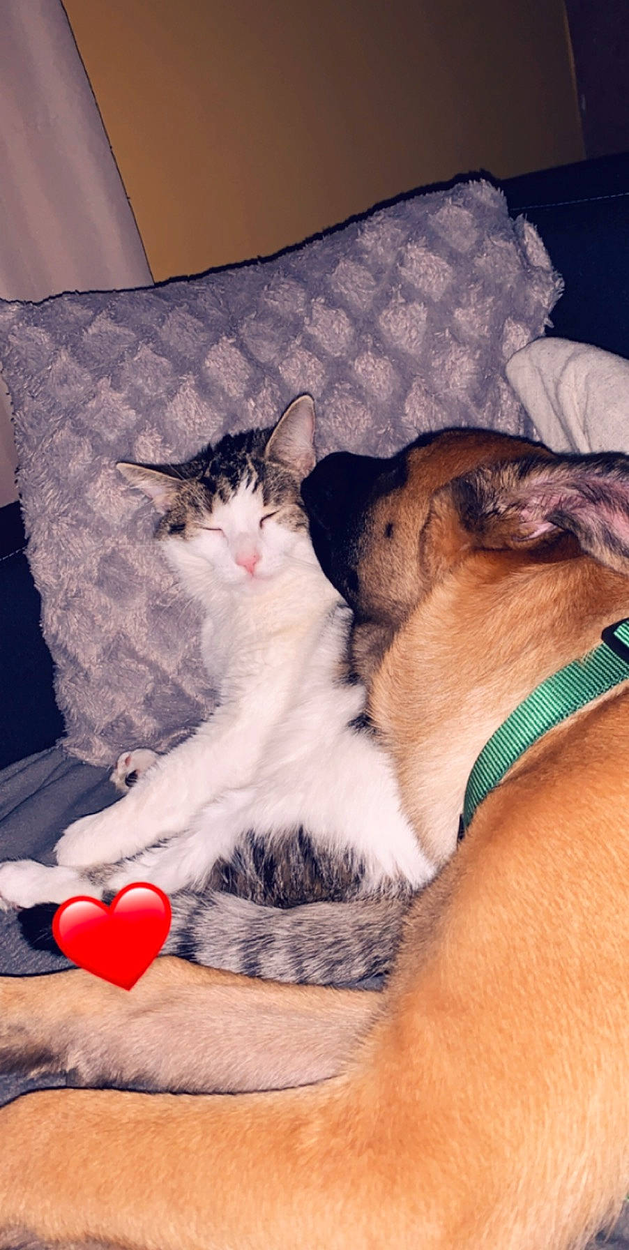 Paco a rejoint le concours — aidez-le/la à gagner de superbes lots ! asian, canidae, carnivore, cat, dog_breed, fawn, felidae, fur, kitten, leg, mammal, nap, paw, play, sleep, small_to_medium_sized_cats, thai, whiskers