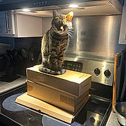 Gidget is registered to the contest to win money with this photo: animal, appliance, cardboard_boxes, cat, closed_eyes, countertop, domestic, feline, indoor, kitchen, lighting, metal_backdrop, oven, pet, resting, stacked_boxes, stove, tabby_cat, utensils, warm_light