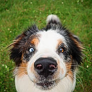 Snoopy participe au concours pour gagner de l'argent avec cette photo : dog, close_up, heterochromia, blue_eye, brown_eye, nose, fur, whiskers, outdoor, grass, pet, animal, curious, portrait, focus, canine, friendly, ears, snout, nature