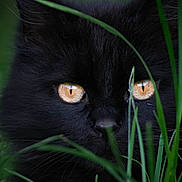 Nelson participe au concours pour gagner de l'argent avec cette photo : black_cat, cat, animal, pet, eyes, amber_eyes, grass, greenery, nature, close_up, wildlife, feline, whiskers, outdoor, stealth, mystery, portrait, face, fur, curious