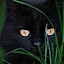 black_cat, cat, animal, pet, eyes, amber_eyes, grass, greenery, nature, close_up, wildlife, feline, whiskers, outdoor, stealth, mystery, portrait, face, fur, curious
