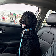 Henry is registered to the contest to win money with this photo: dog, black_dog, curly_fur, car_interior, car_seat, seatbelt, blue_collar, leash, gas_station, window, daylight, vehicle, pet, canine, portrait, happy, sitting, side_view, road_trip, leisure