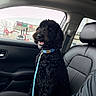dog, black_dog, curly_fur, car_interior, car_seat, seatbelt, blue_collar, leash, gas_station, window, daylight, vehicle, pet, canine, portrait, happy, sitting, side_view, road_trip, leisure